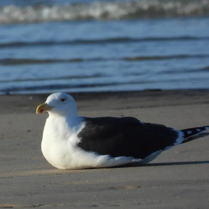 Gespotte Grote mantelmeeuw