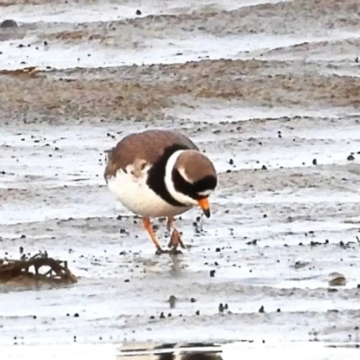 Gespotte Bontbekplevier