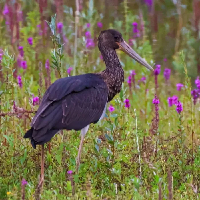 Gespotte Zwarte ooievaar