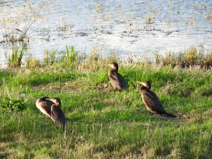Gespotte Aalscholver