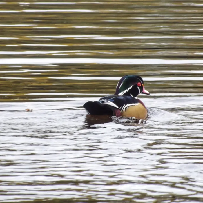 Gespotte Carolinaeend