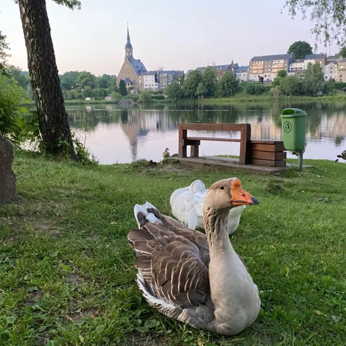 Gespotte Grauwe gans