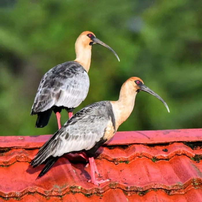 Gespotte Zwartmaskeribis