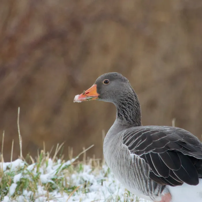 Gespotte Grauwe gans