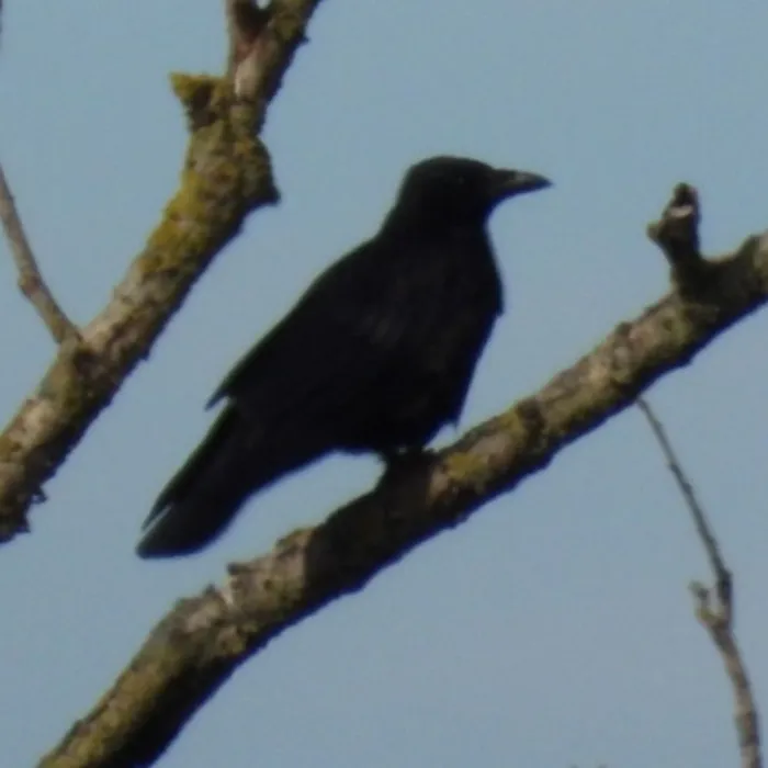 Gespotte Zwarte kraai