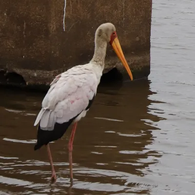 Gespotte Afrikaanse Stokooievaar