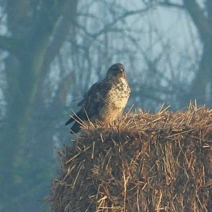 Gespotte Buizerd