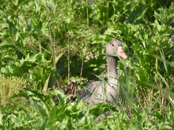 Gespotte Grauwe gans