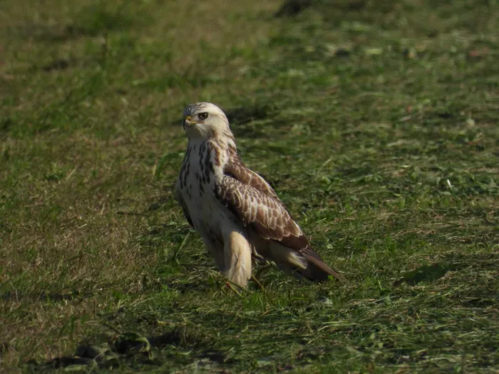 Gespotte Ruigpootbuizerd