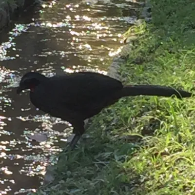 Spotted Dusky-legged Guan