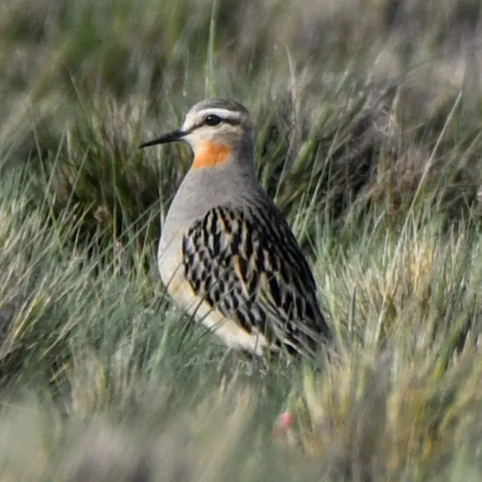 Gespotte Andesplevier