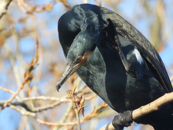 Gespotte Aalscholver