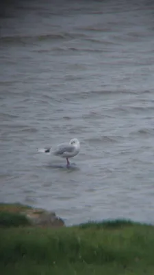 Spotted Black-headed Gull