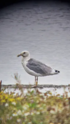 Gespotte Pontische meeuw