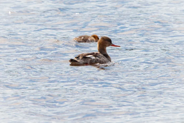 Gespotte Middelste zaagbek