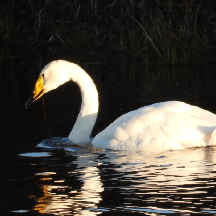Gespotte Wilde zwaan