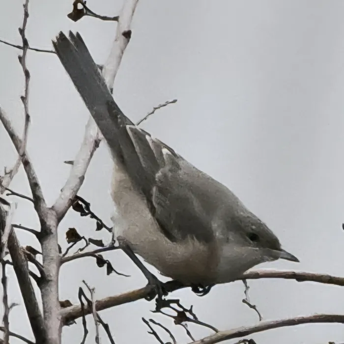 Gespotte Sperwergrasmus