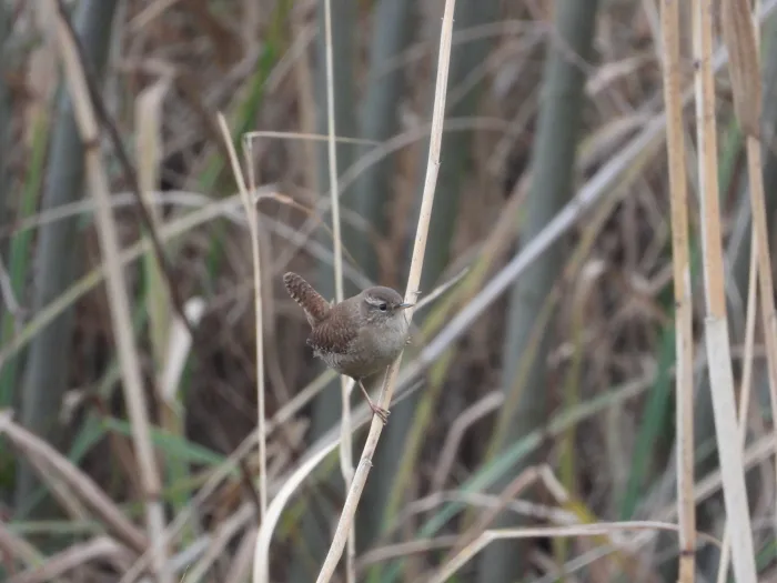 Gespotte Winterkoning