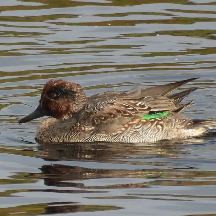 Gespotte Wintertaling