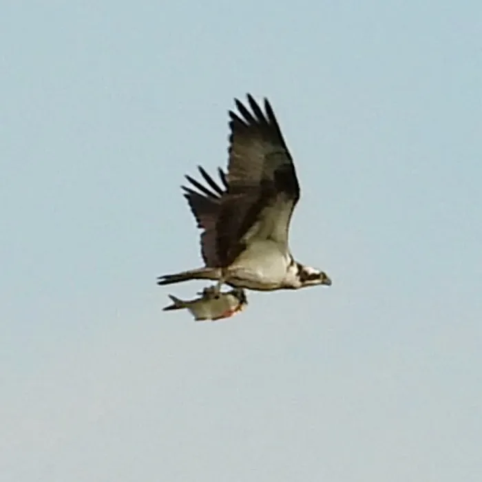 Spotted Osprey
