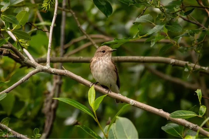 Gespotte Grauwe vliegenvanger