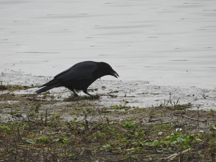 Gespotte Zwarte kraai