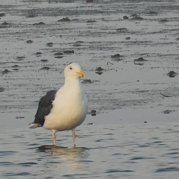 Gespotte Grote mantelmeeuw