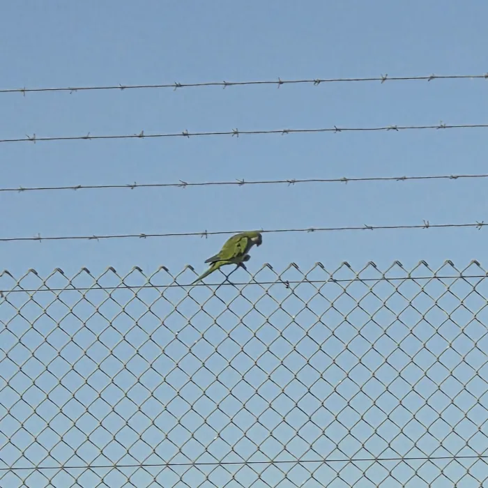Spotted Monk Parakeet