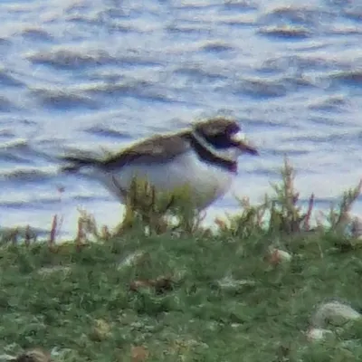 Gespotte Bontbekplevier