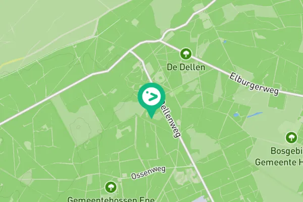 Gespotte Zwarte specht