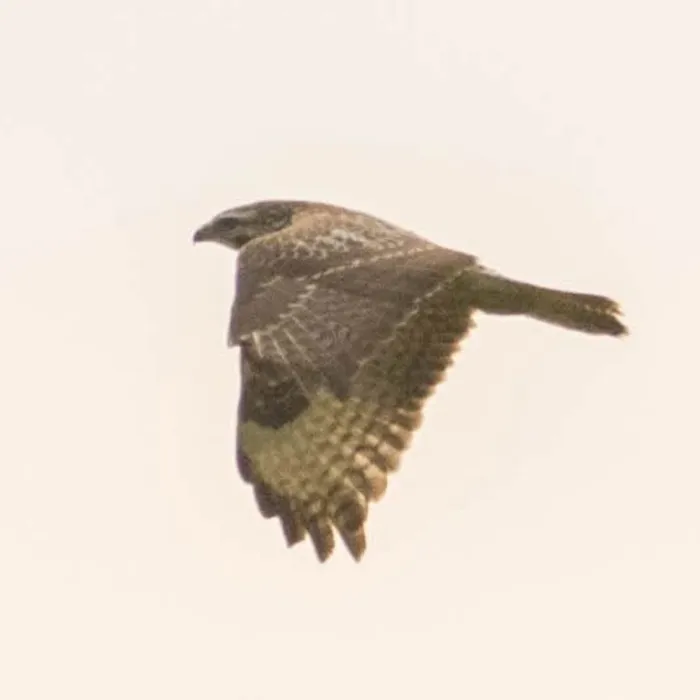 Spotted Eastern Buzzard