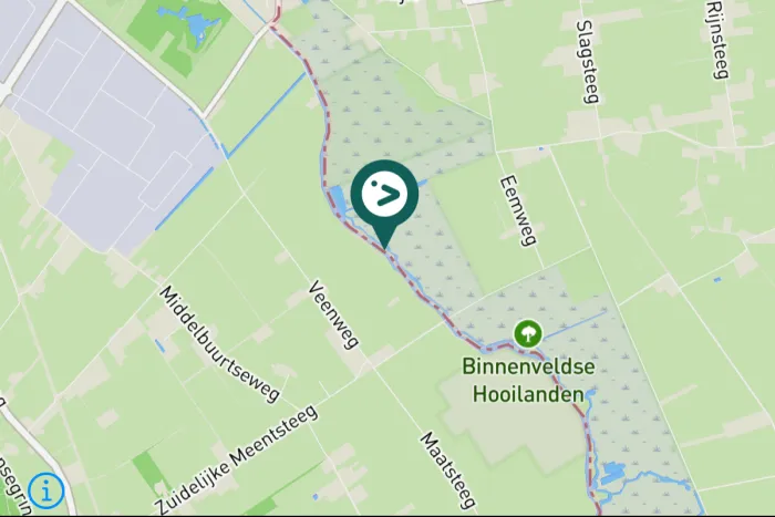 Gespotte Kleine rietgans