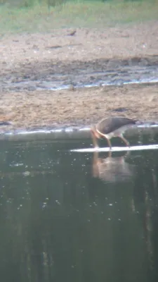 Gespotte Zwarte ooievaar