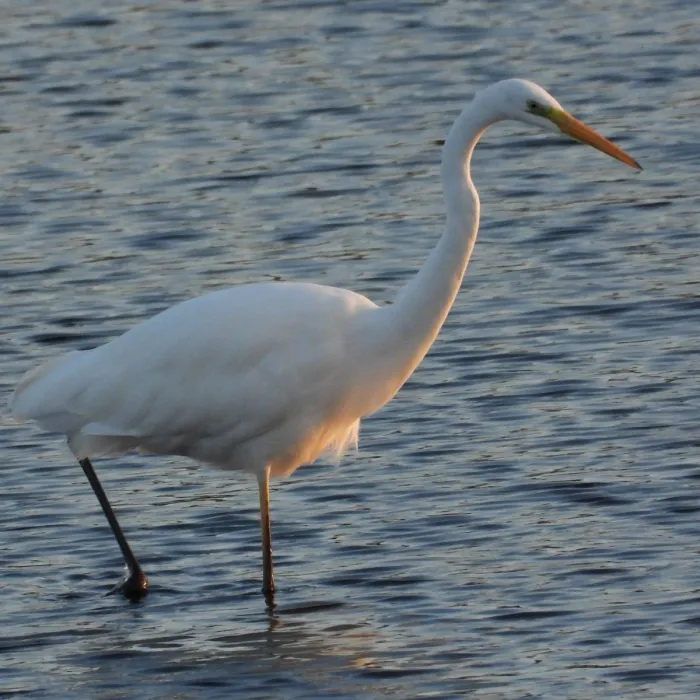Gespotte Grote zilverreiger