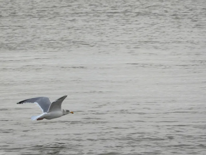 Gespotte Zilvermeeuw