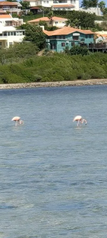 Gespotte Chileense flamingo