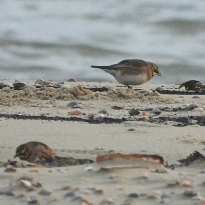 Gespotte Strandleeuwerik