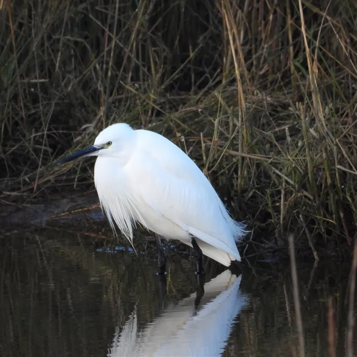 Gespotte Kleine zilverreiger