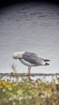 Spotted Caspian Gull