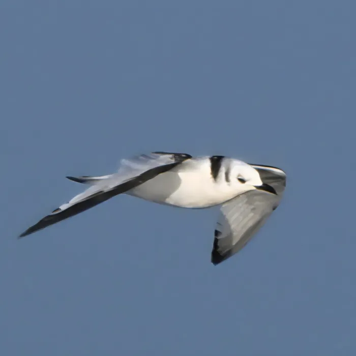 Gespotte Drieteenmeeuw