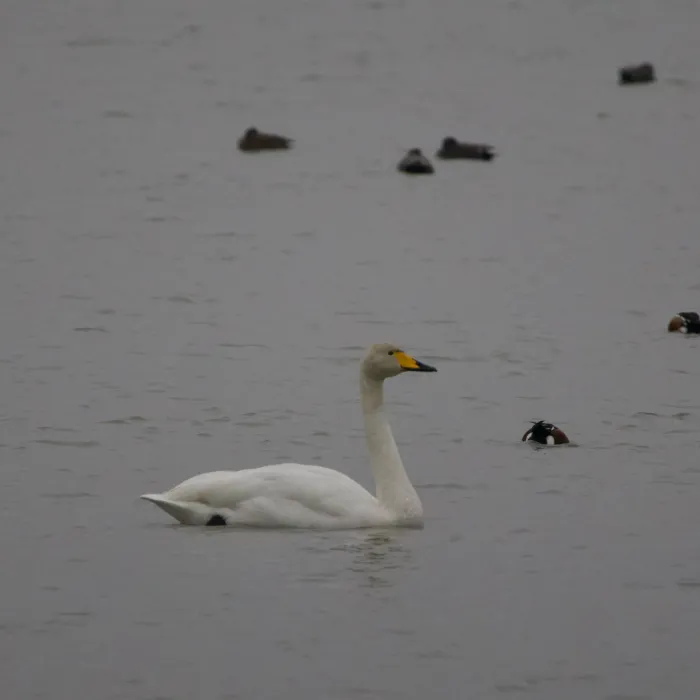 Gespotte Wilde zwaan