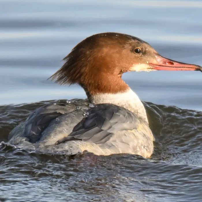 Gespotte Grote zaagbek