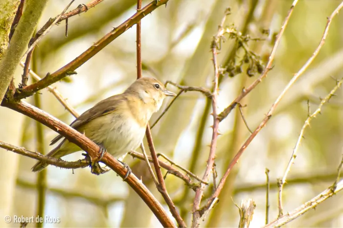 Gespotte Tuinfluiter