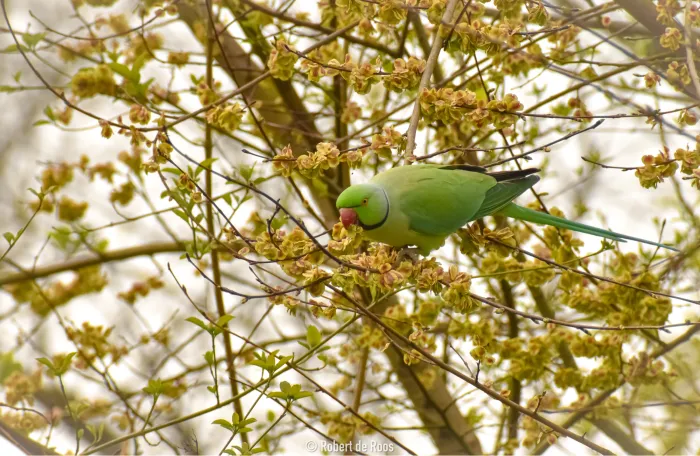 Gespotte Halsbandparkiet