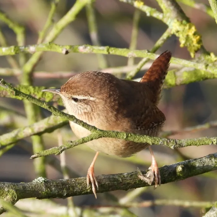 Gespotte Winterkoning