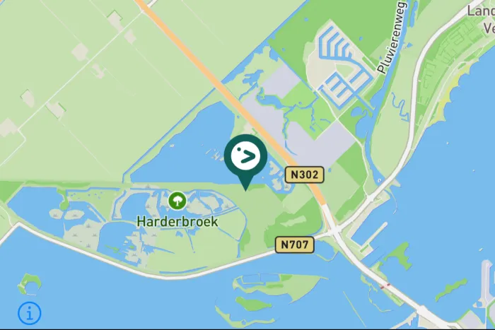 Gespotte Kleine strandloper