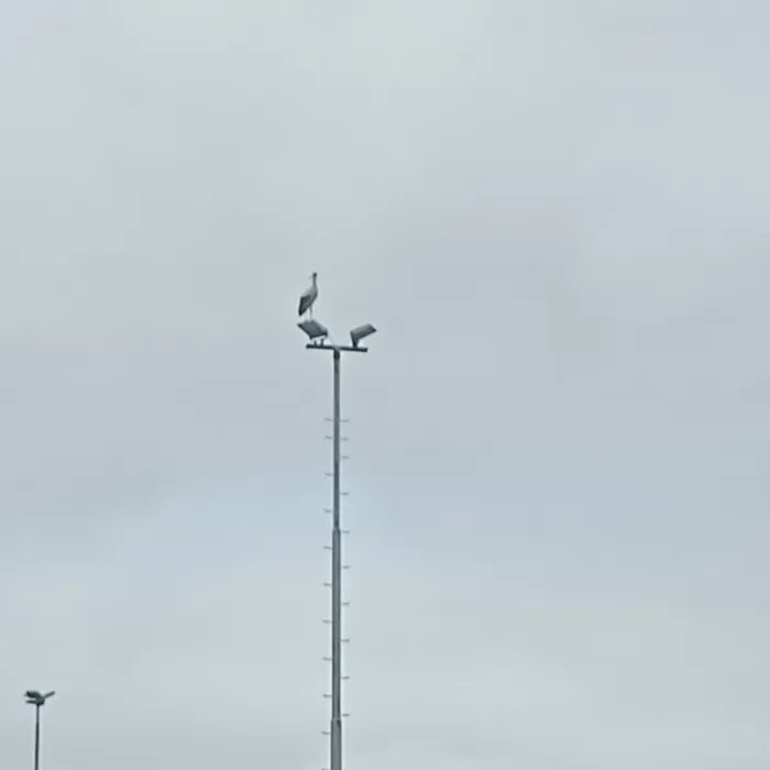 Gespotte Ooievaar