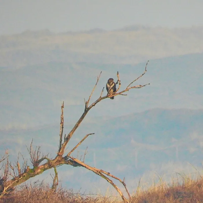 Gespotte Buizerd