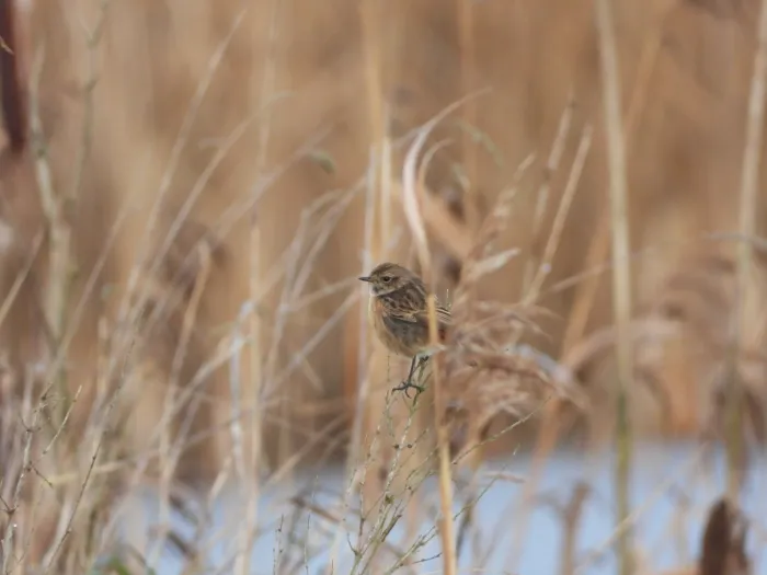 Gespotte Roodborsttapuit