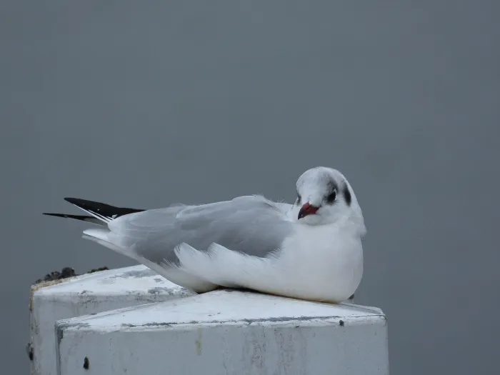 Spotted Black-headed Gull